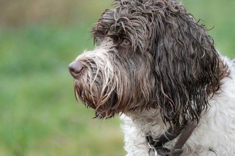 Profile view of a wet Portuguese Water Dog in a natural outdoor setting.