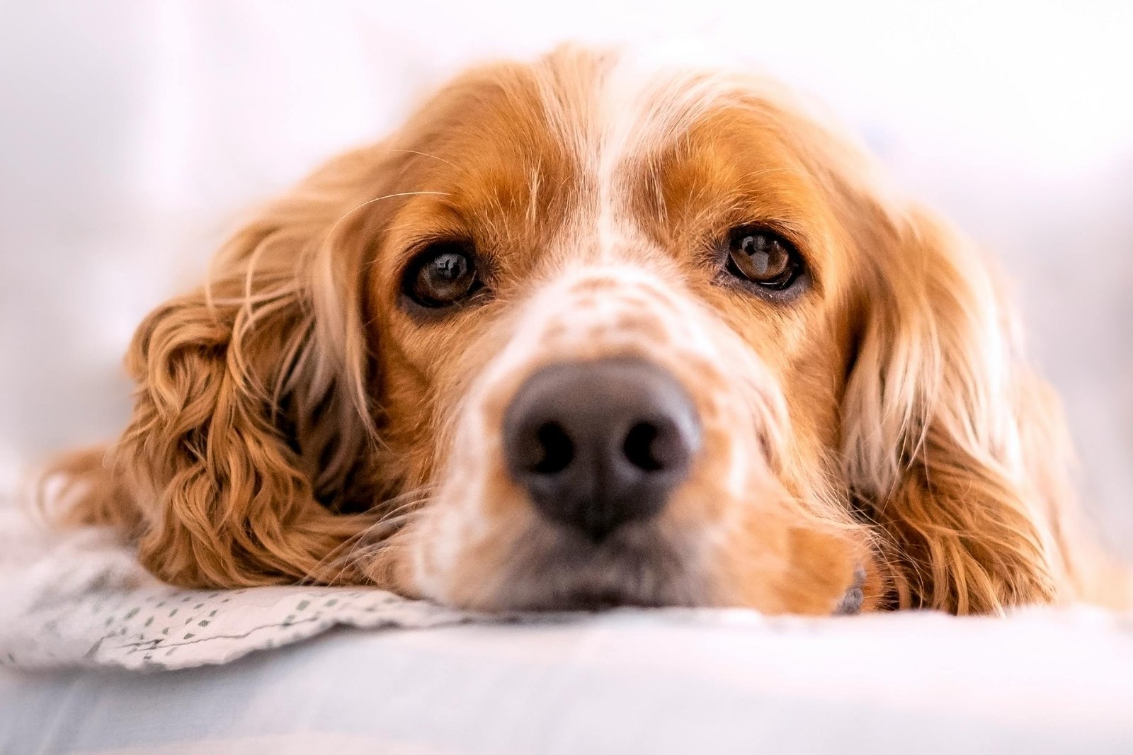 A serene cocker spaniel dog resting indoors, showcasing its gentle expression and beautiful fur.