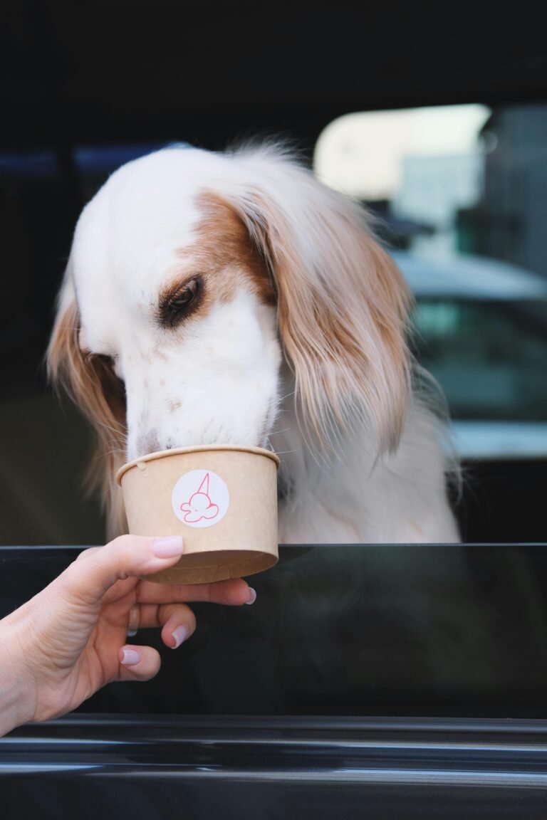 A dog eagerly enjoys a treat from a cup, offered through a car window.