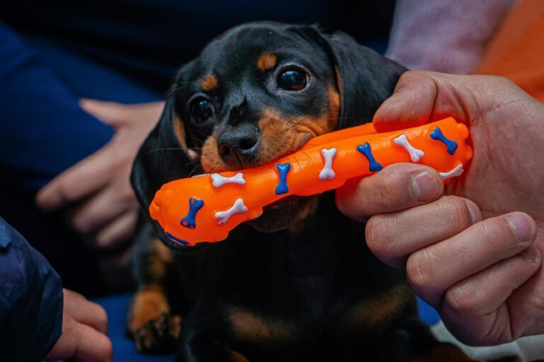 Adorable Dachshund puppy nibbling on a bright orange chew toy featuring bone designs.
