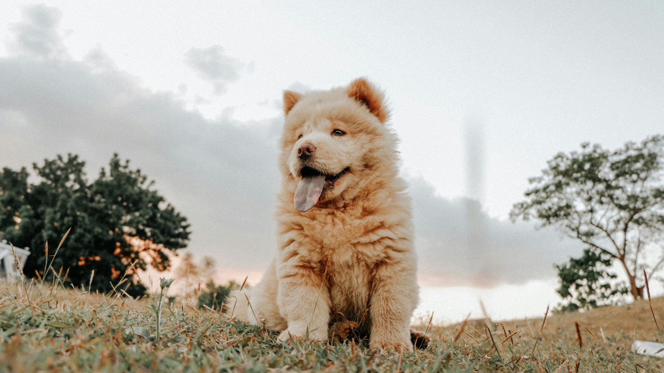 Charming Chow Chow puppy sitting in a sunny field with tongue out, surrounded by trees and a clear sky.