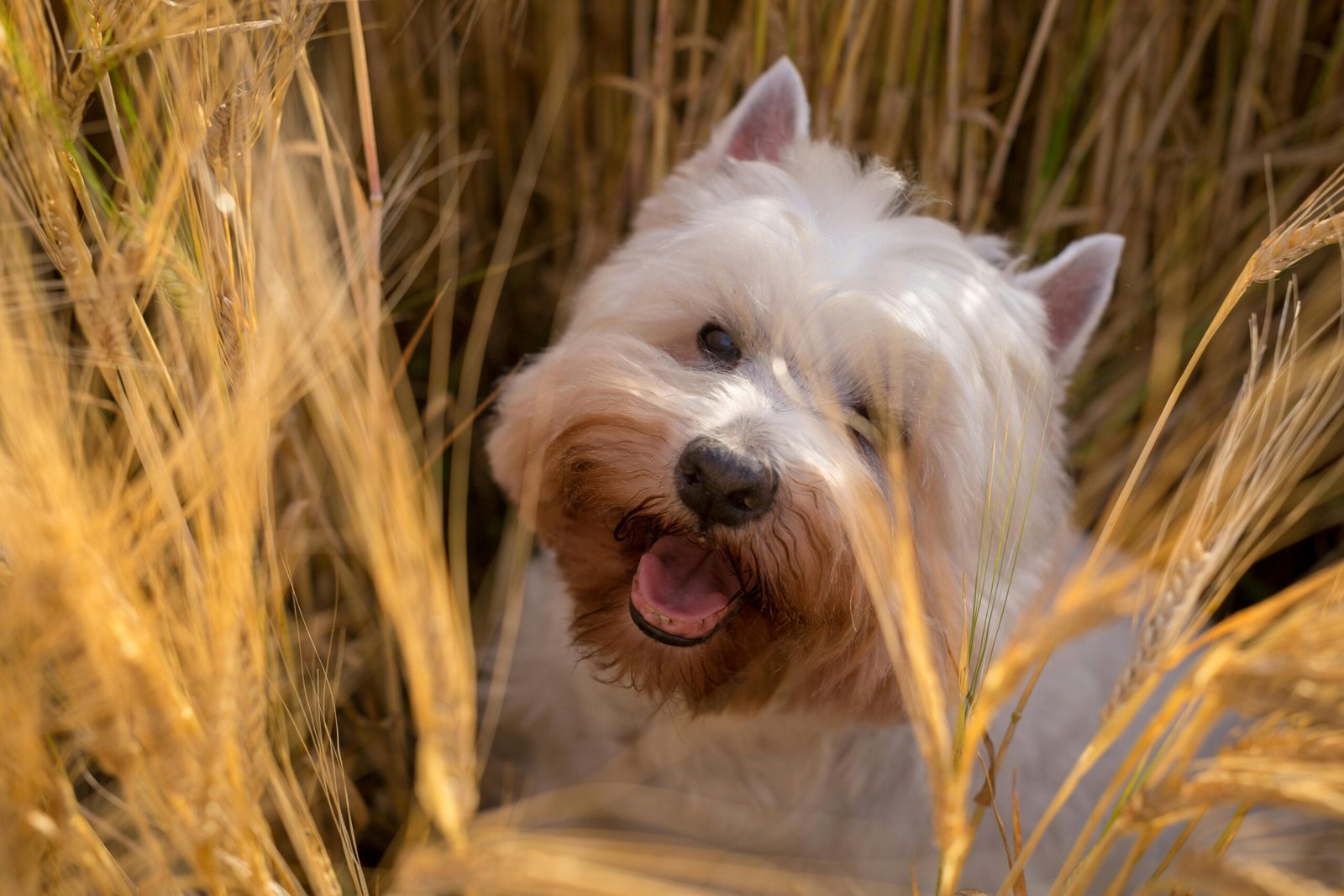 Cute West Highland White Terrier happily sitting in a sunlit wheat field.