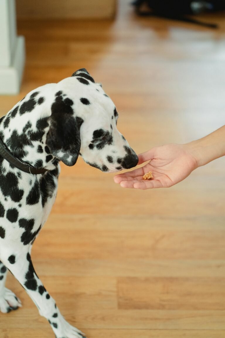 Dalmatian dog sniffing a treat from a person's hand, showcasing pet interaction indoors.