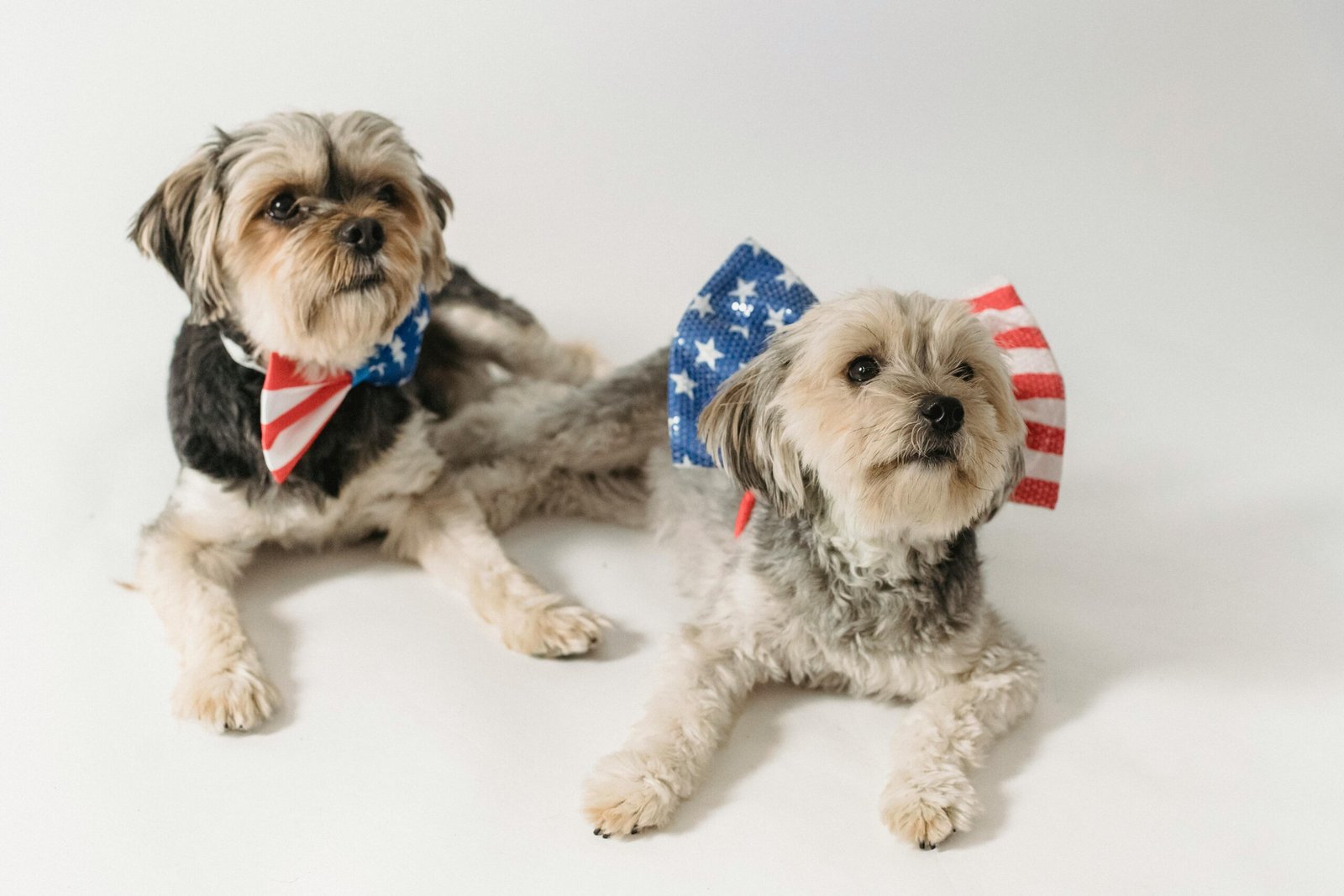 Two Yorkshire Terriers wearing American flag bow ties on a white background, celebrating Independence Day.