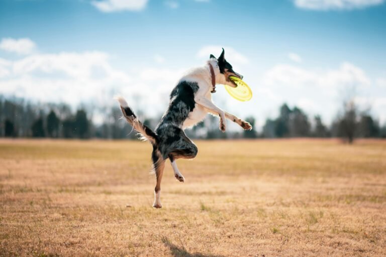 Border Collie leaps to catch a frisbee in a sunny field, showcasing agility and joy.