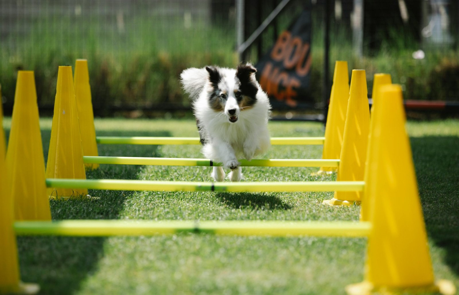 Dog Park Olympics: Fun Competitions for You and Your Pup
