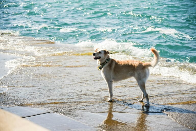 A joyful dog standing on a sunny seashore, enjoying the waves and beach atmosphere.