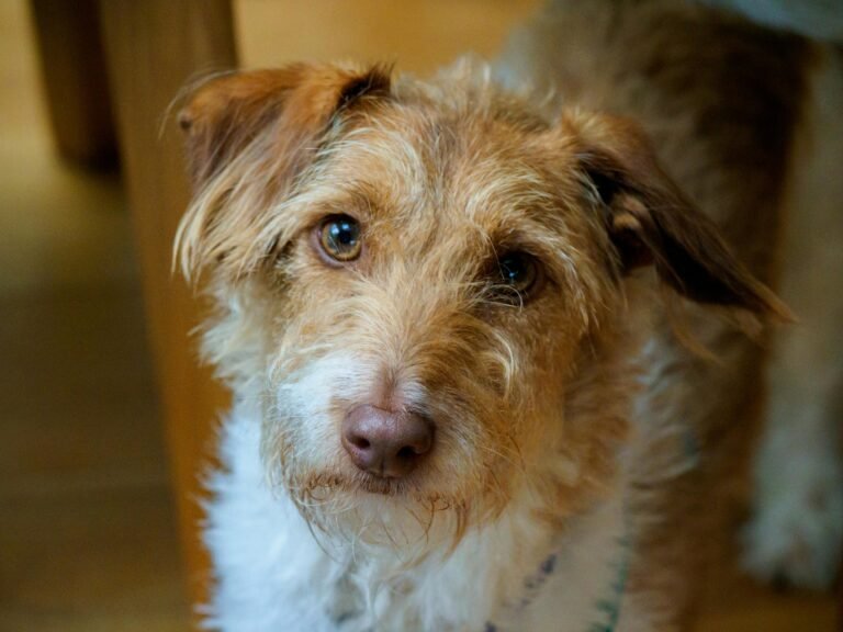 Close-up portrait of a Portuguese Podengo dog with a curious expression indoors.