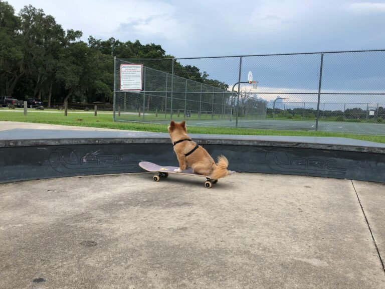 A dog enjoying skateboarding at an outdoor park, showcasing its playful side.