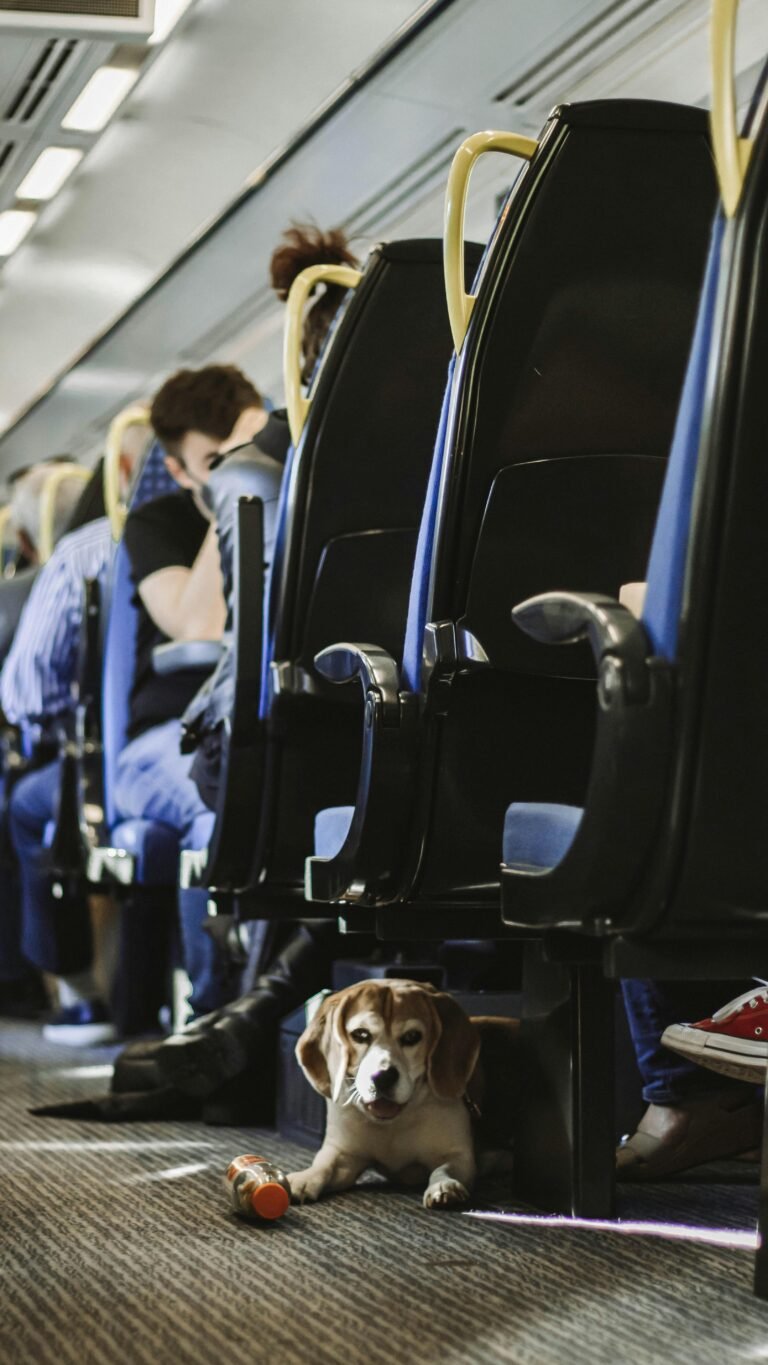 A beagle sits under a seat on a train in Leeds, England, surrounded by passengers.