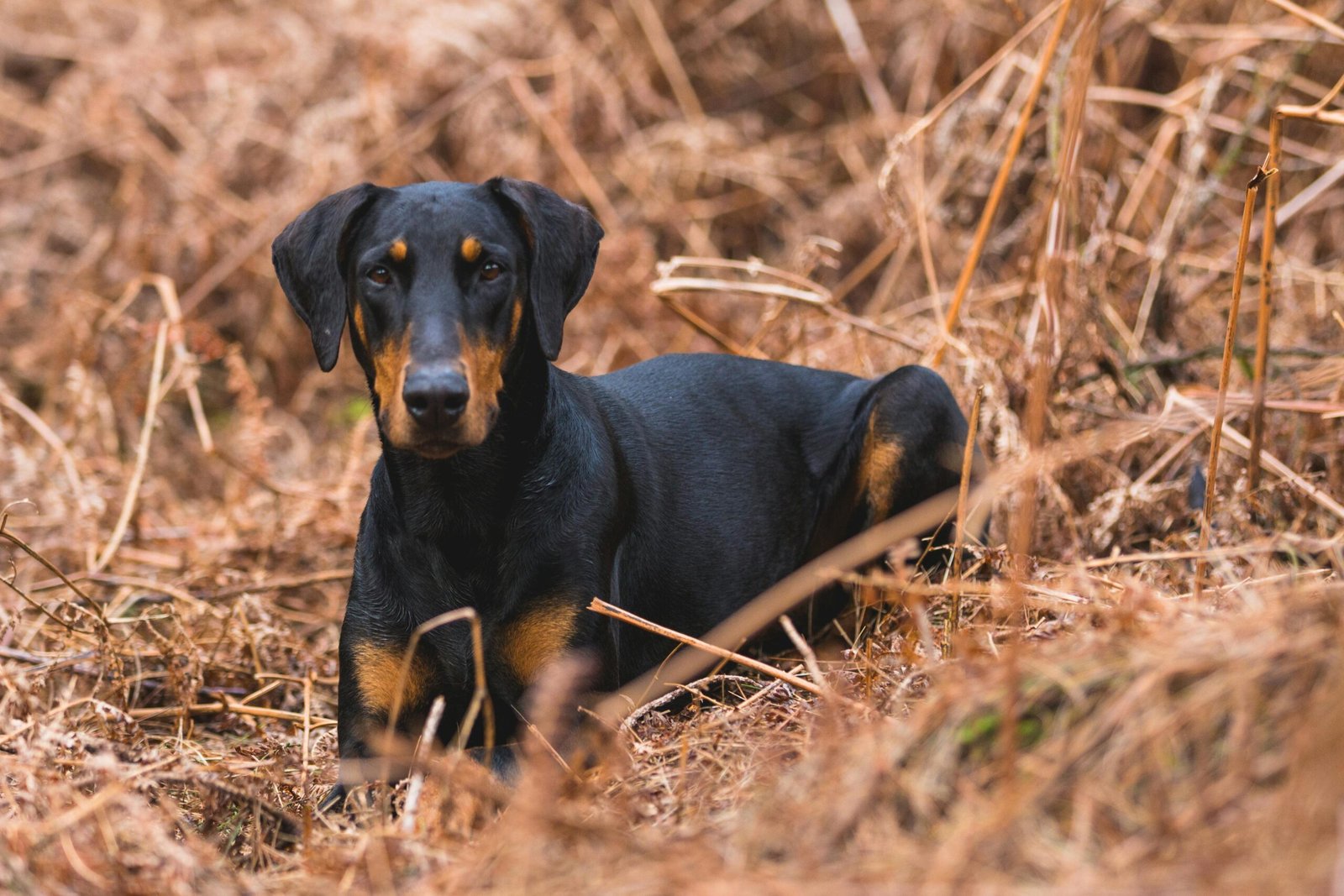 A Doberman dog sitting in brown autumn foliage, showcasing its sleek black coat.