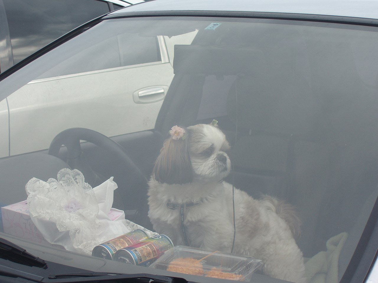 Happy dog looking out car window on a road trip