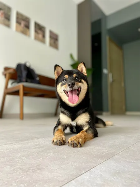 dog singapore hdb