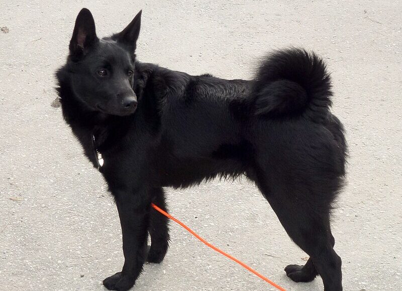 black norwegian elkhound