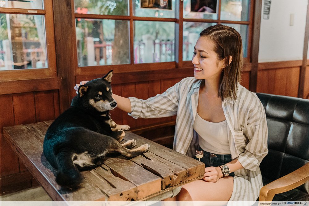 dog cafe taiwan