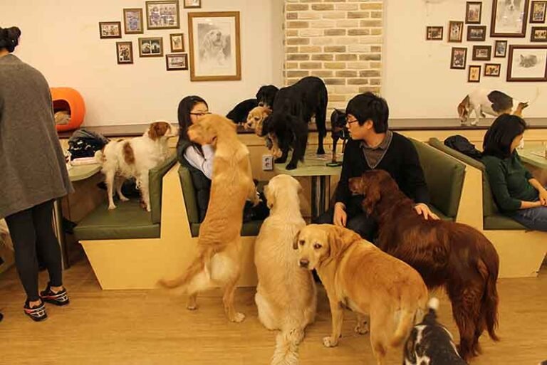 seoul bau house dog cafe