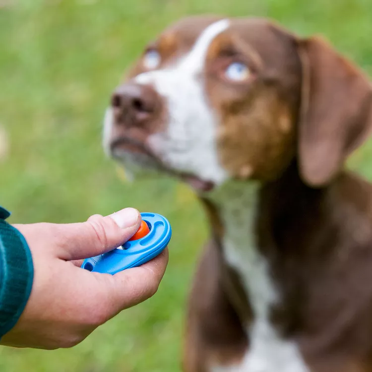 dog clicker training