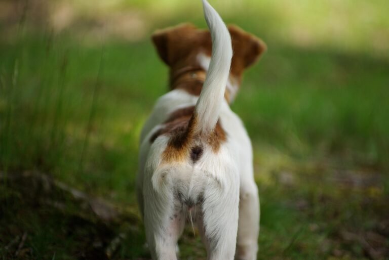 dog, tail, pet, cute, animal, puppy