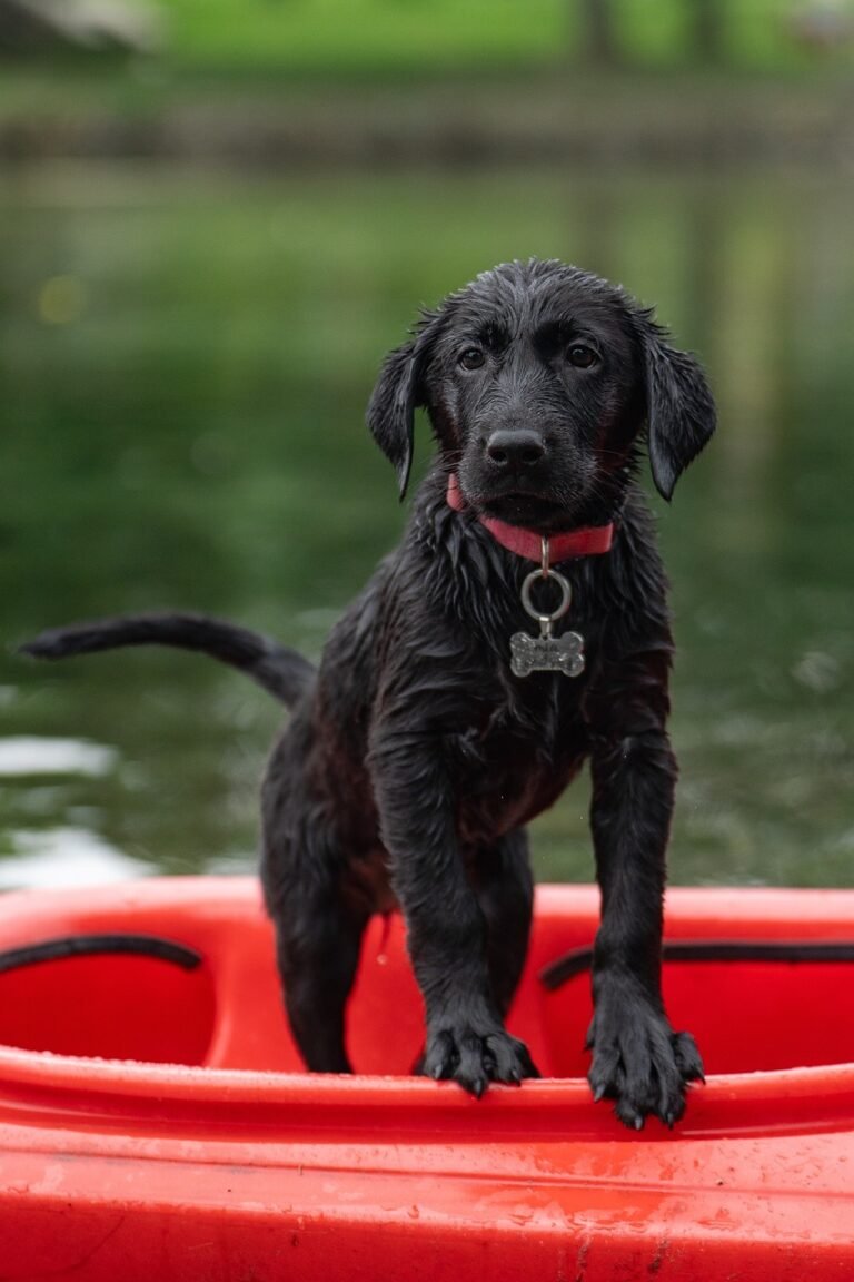 labrador, kayak, nature, black labrador, border collie, dog, pet, puppy, swimming, cute, animal