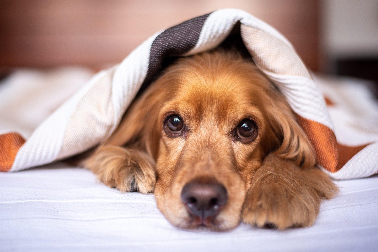 Pet-Friendly Hotels Across Europe: The Best Stays for Dogs and Their Humans
