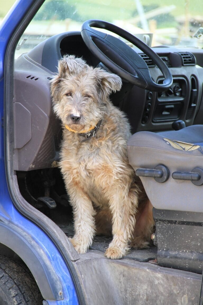 dog, automobile, animal, nature, pet, steering wheel