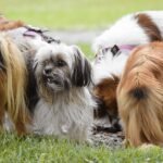 dog, chihuahua bolonka, mixed breed dog, feeding, fluffy, animal, domestic animal, mammal, cute, chihuahua, bolonka, pet, hybrid