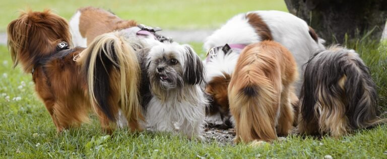 dog, chihuahua bolonka, mixed breed dog, feeding, fluffy, animal, domestic animal, mammal, cute, chihuahua, bolonka, pet, hybrid