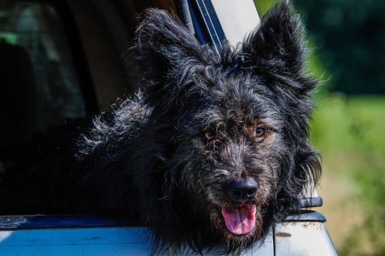 mudi, dog, pet, animal, domestic, canine, mammal, cute, nature, portrait