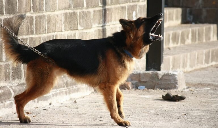 german shepherd, dog, barking, guard, alert, warning, animal, chained, standing, domestic, breed, pet