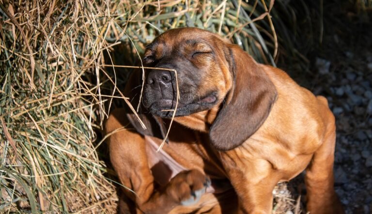dog, small, dog puppy, puppy, grass, hay, straw, cute, adorable, head, portrait, meadow, cub, young, domestic animal, farm yard, scratch, itch, view, scratch, itch, itch, itch, itch, itch
