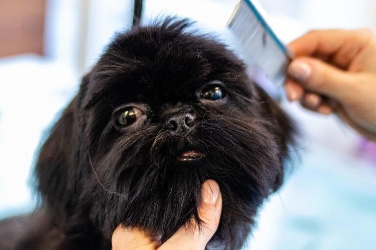 grooming, pet, dog, pet care, animal, canine, pet salon, puppy