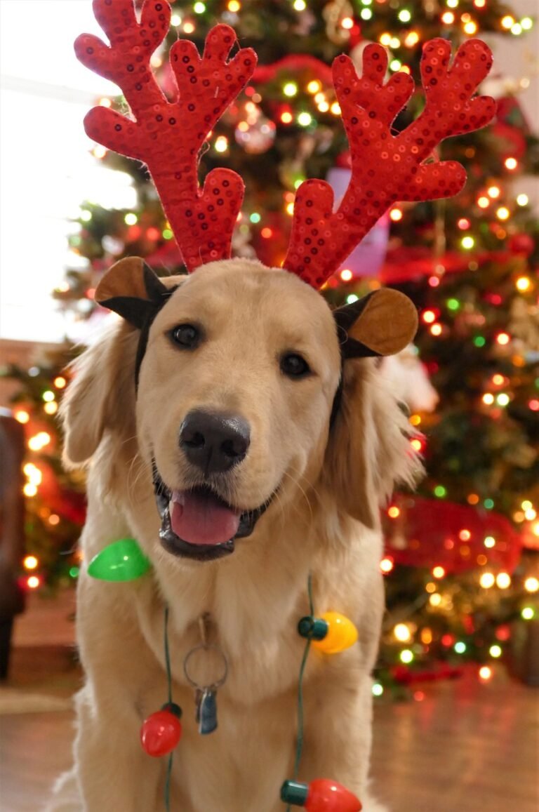 christmas, dog christmas, dog, cute, holiday, animal, xmas, celebration, seasonal, pet, christmas portrait, brown celebrate