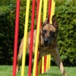 agility, pet, slalom, animal, malinois, dog sport, fun, sports, dog