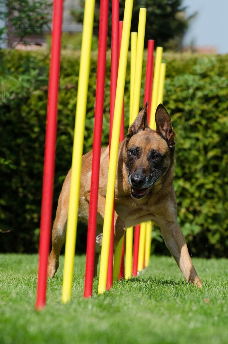 agility, pet, slalom, animal, malinois, dog sport, fun, sports, dog