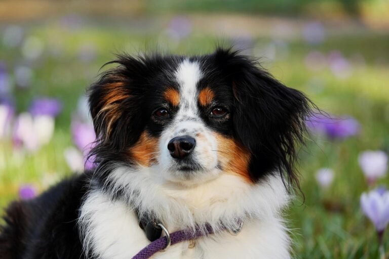 australian shepherd, dog, animal, herding dog, good-natured, protective, female dog, purebred dog, animal portrait, nature, dog head, eyes, dog look, snout, domestic animal, pet, creature