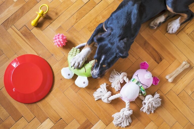 dog toys, dog playing, dog chew toy, pet, dog frisbee, dog rope, dog bone, animal, dog ball, dog, puppy