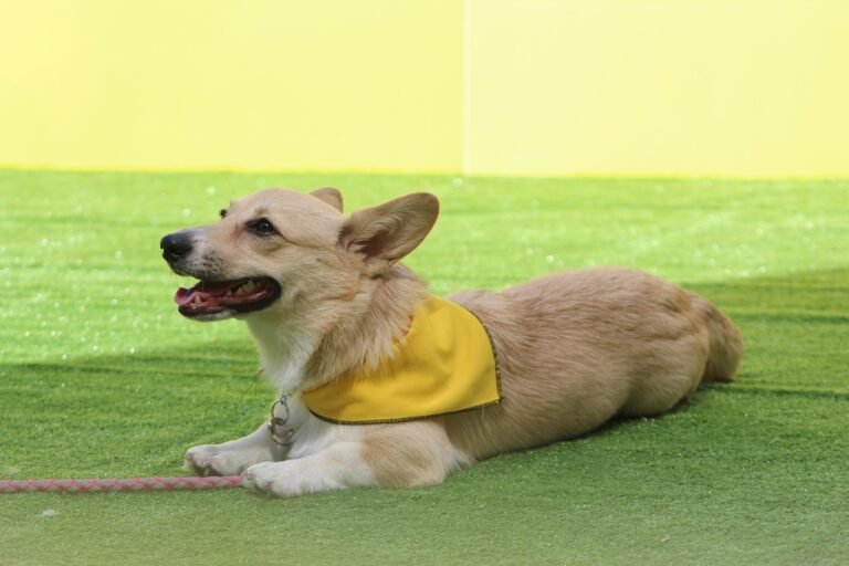 corgi, dog command, stay, dog competition, trust, attachment, companionship, esteem, calm, experience, stop, walk, dog obedience, green stop