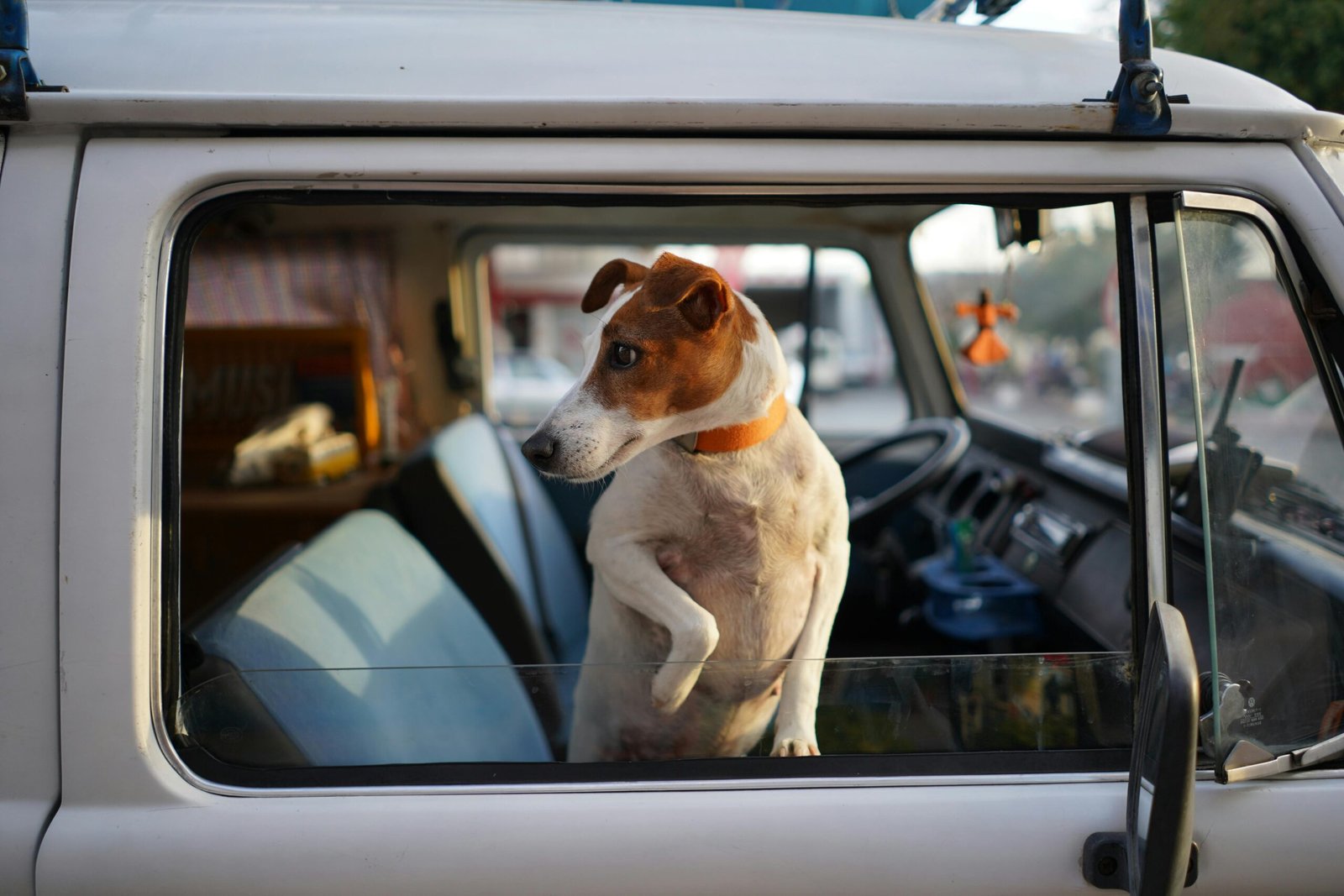 A curious Jack Russell Terrier peeks out from a vehicle window, capturing a moment on a sunny day.