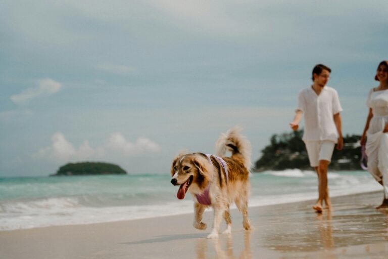 Australian Shepherd enjoying a walk on a Phuket beach with a couple in summer.