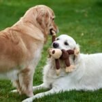 Two golden retrievers playing with a plush toy on the grass in a playful outdoor moment.
