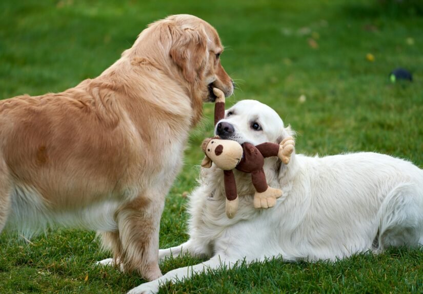 Two golden retrievers playing with a plush toy on the grass in a playful outdoor moment.