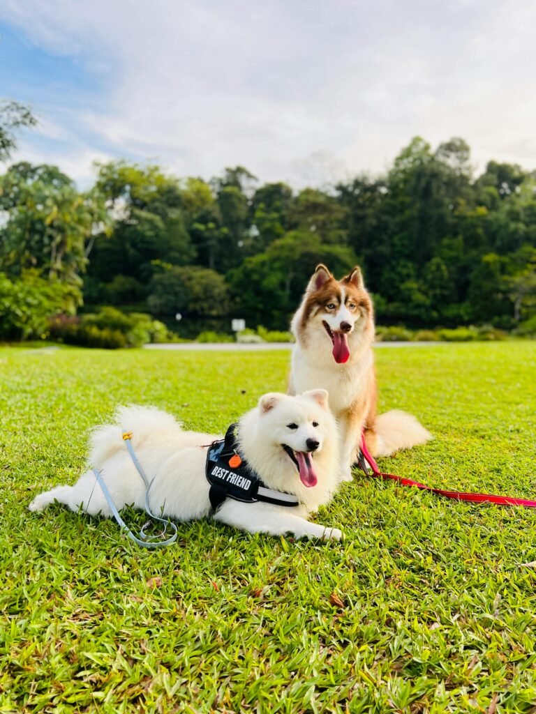 Two Siberian Huskies enjoy a sunny day at a Singapore park, leashed and playful.