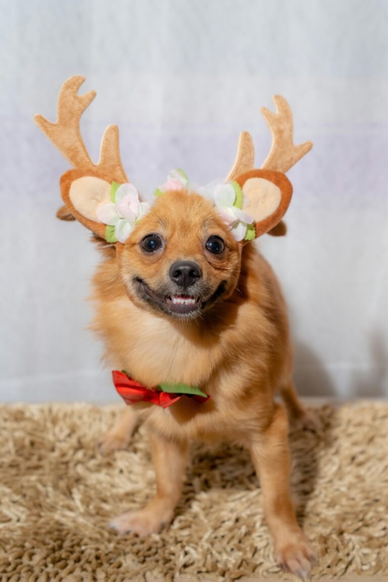 Adorable Chihuahua puppy wearing antler headband and bow tie on soft carpet.