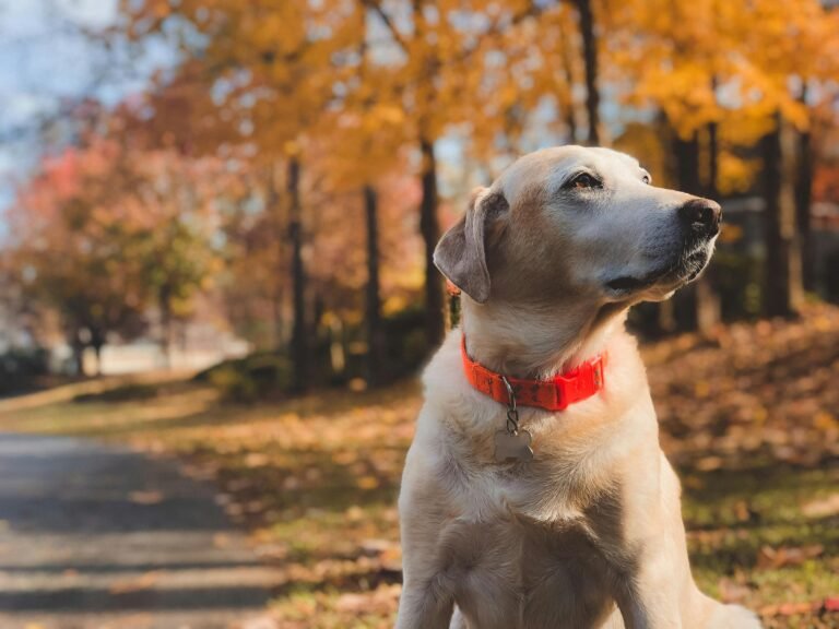 Adorable Labrador in a vibrant autumn setting with colorful fall leaves.