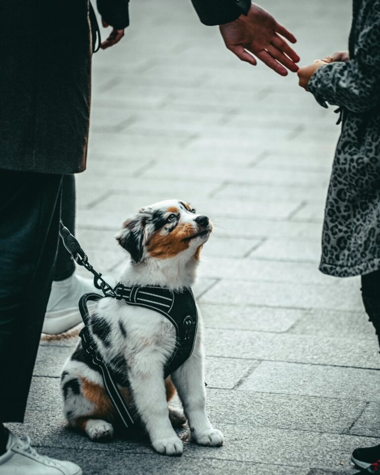 A cute dog sits attentively on an urban street, interacting with passersby.