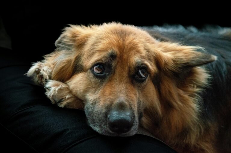 Charming German Shepherd dog indoors, resting on a black leather couch.