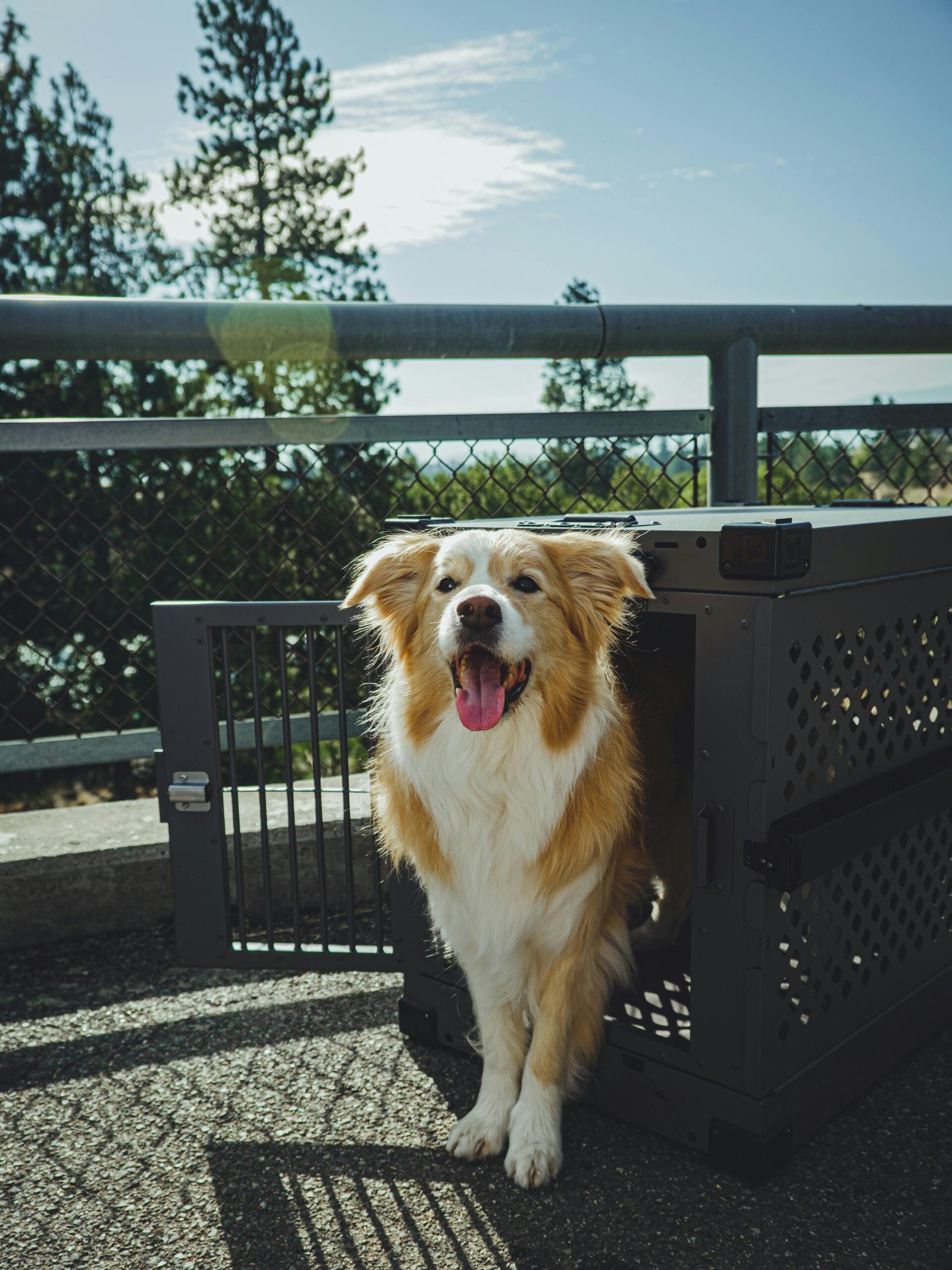 Australian Shepherd dog enjoying outdoors by a sturdy crate on a sunny day.