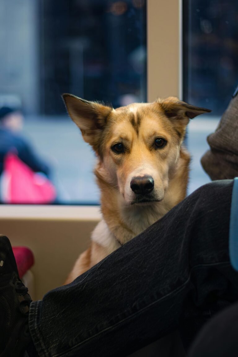 Charming dog on a leash sitting calmly inside Toronto public transit vehicle.