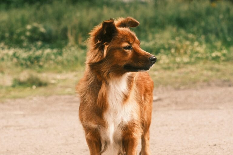 Portrait of a brown dog standing outdoors on a sunny day with greenery in the background.