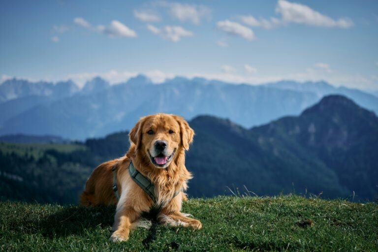 Golden Retriever dog resting on grassy hill with scenic Bavarian Alps in the background.